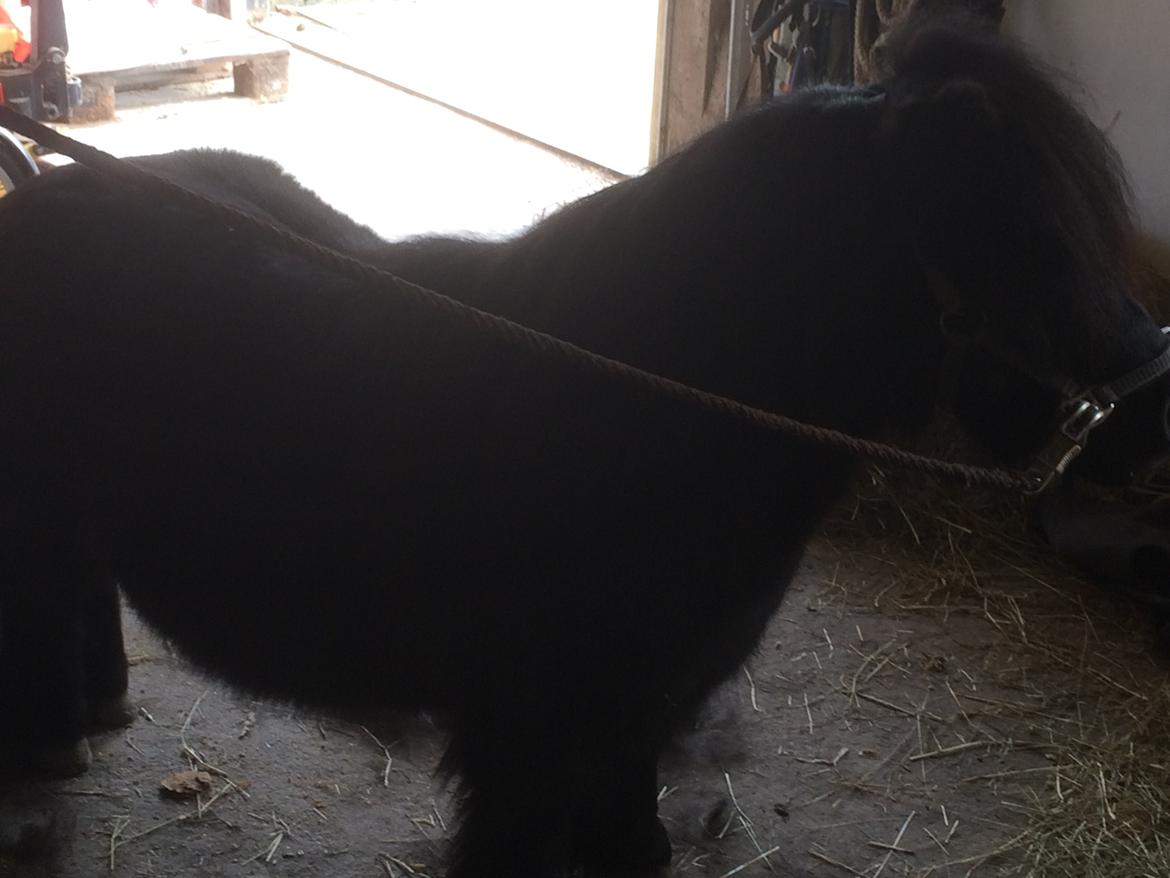 Shetlænder Buster. Tidl pony nu bosat hos Anette i det jyske billede 6