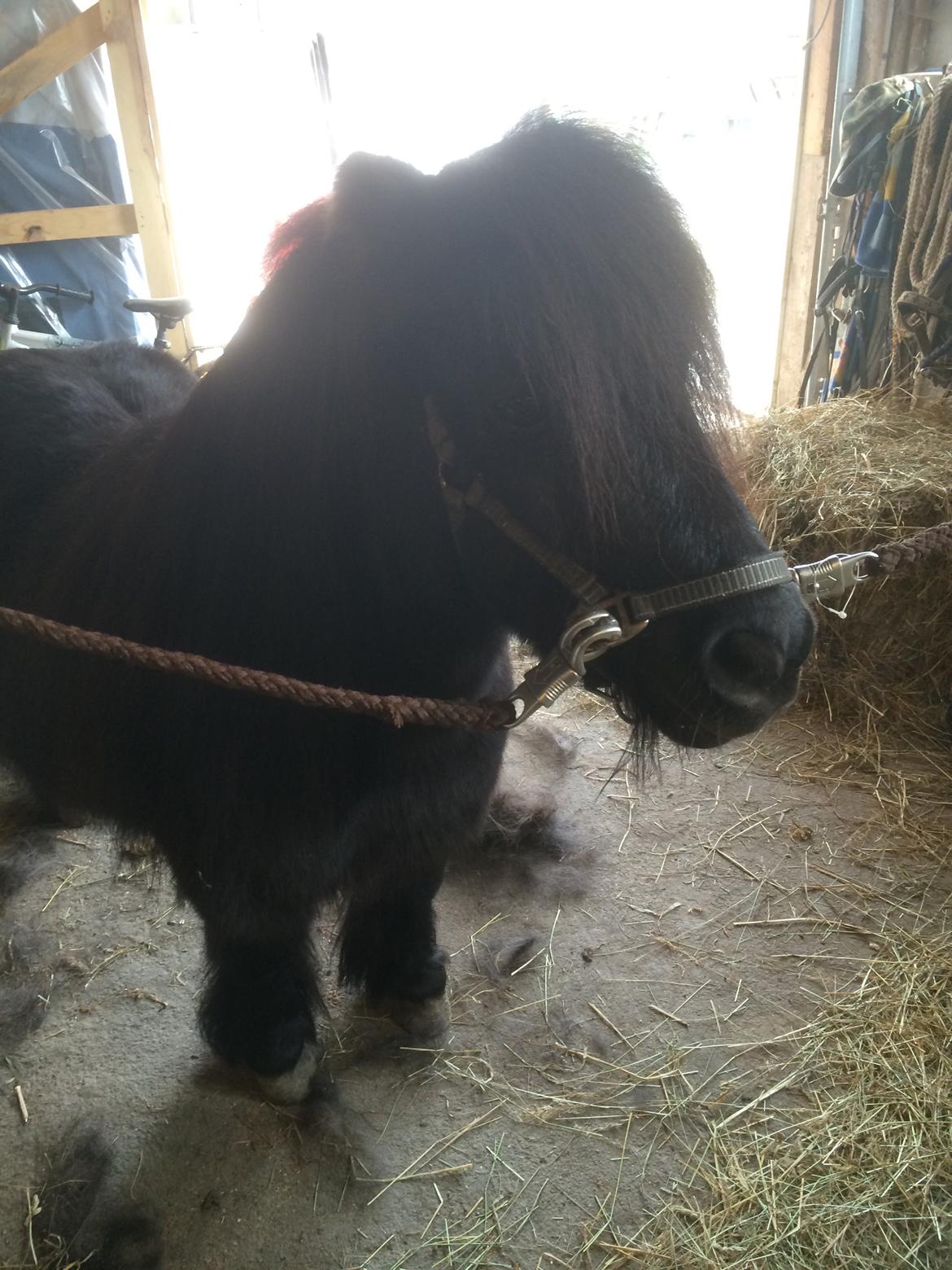 Shetlænder Buster. Tidl pony nu bosat hos Anette i det jyske billede 7