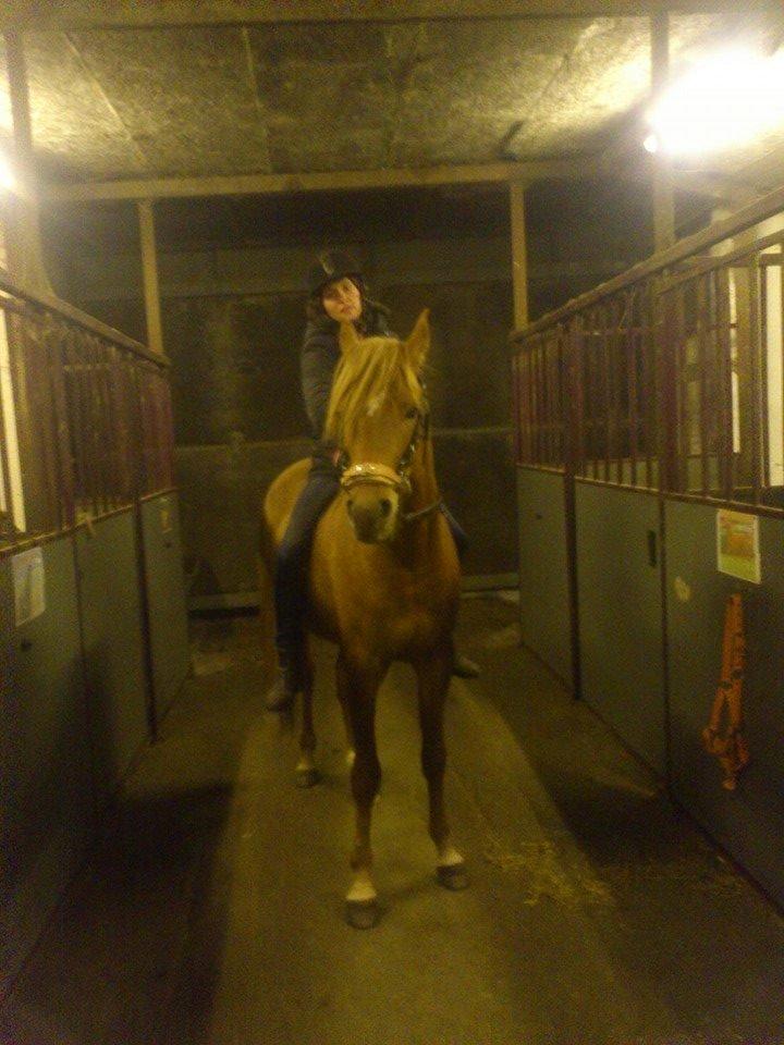 Arabisk fuldblod (OX) KI Gharib ox *Ribber* - *SOLGT* billede 28