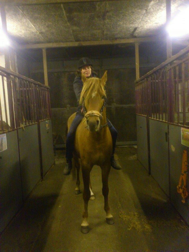 Arabisk fuldblod (OX) KI Gharib ox *Ribber* - *SOLGT* billede 29