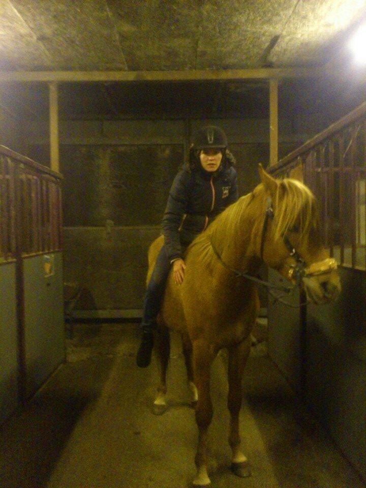 Arabisk fuldblod (OX) KI Gharib ox *Ribber* - *SOLGT* billede 25