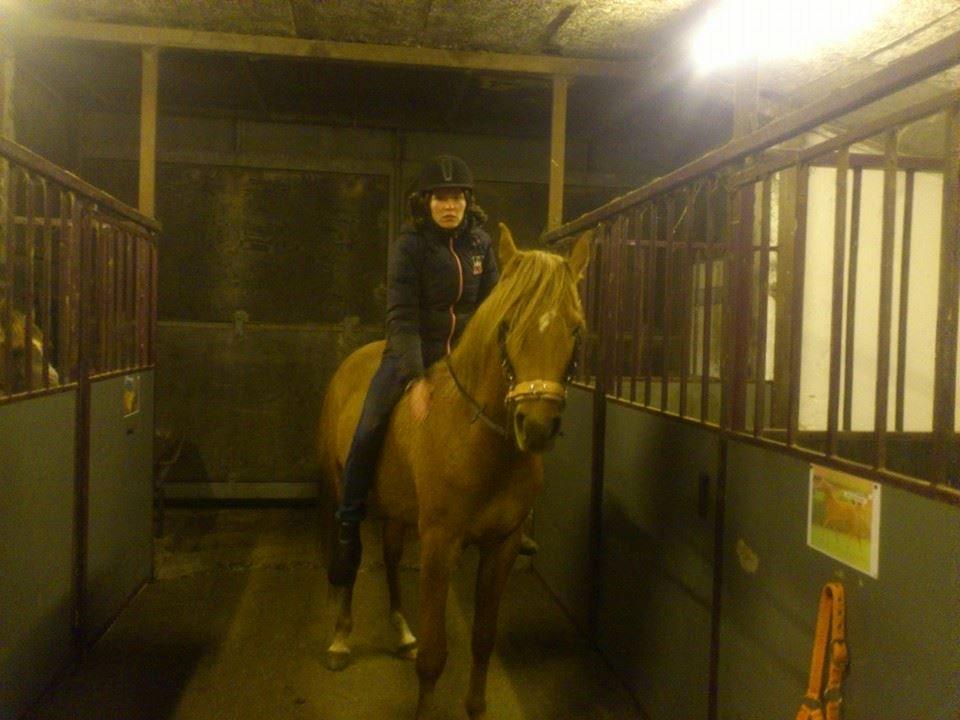 Arabisk fuldblod (OX) KI Gharib ox *Ribber* - *SOLGT* billede 26