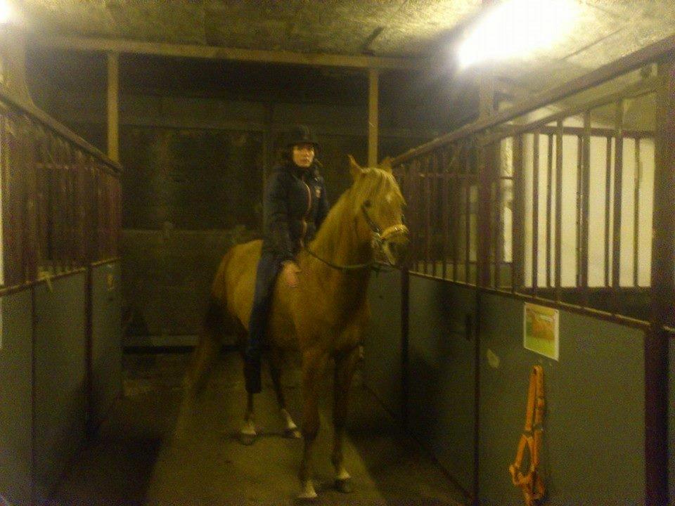 Arabisk fuldblod (OX) KI Gharib ox *Ribber* - *SOLGT* billede 27