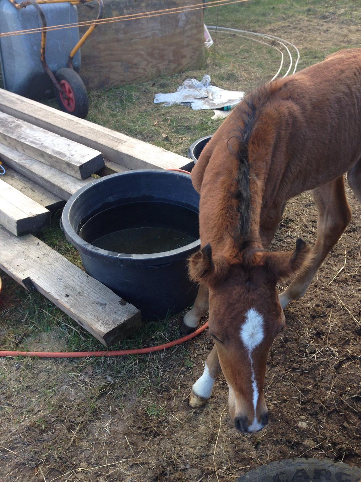 Arabisk fuldblod (OX) Sir Caspian Geza R I Pox billede 1