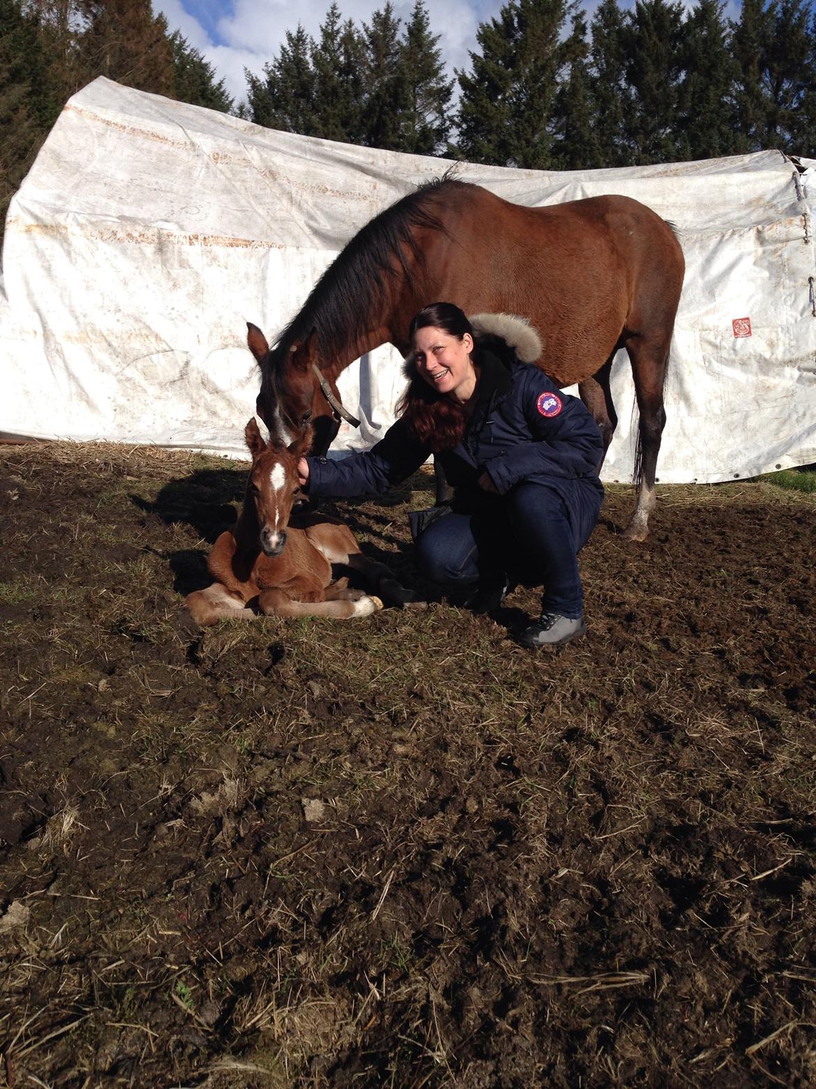 Arabisk fuldblod (OX) Sir Caspian Geza R I Pox - 3 timer gammel og en glad lille vakkelvåren dreng billede 2
