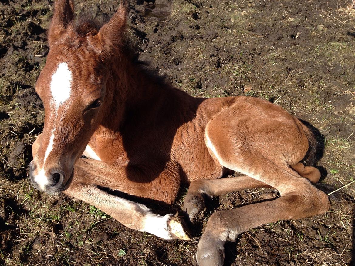 Arabisk fuldblod (OX) Sir Caspian Geza R I Pox billede 3