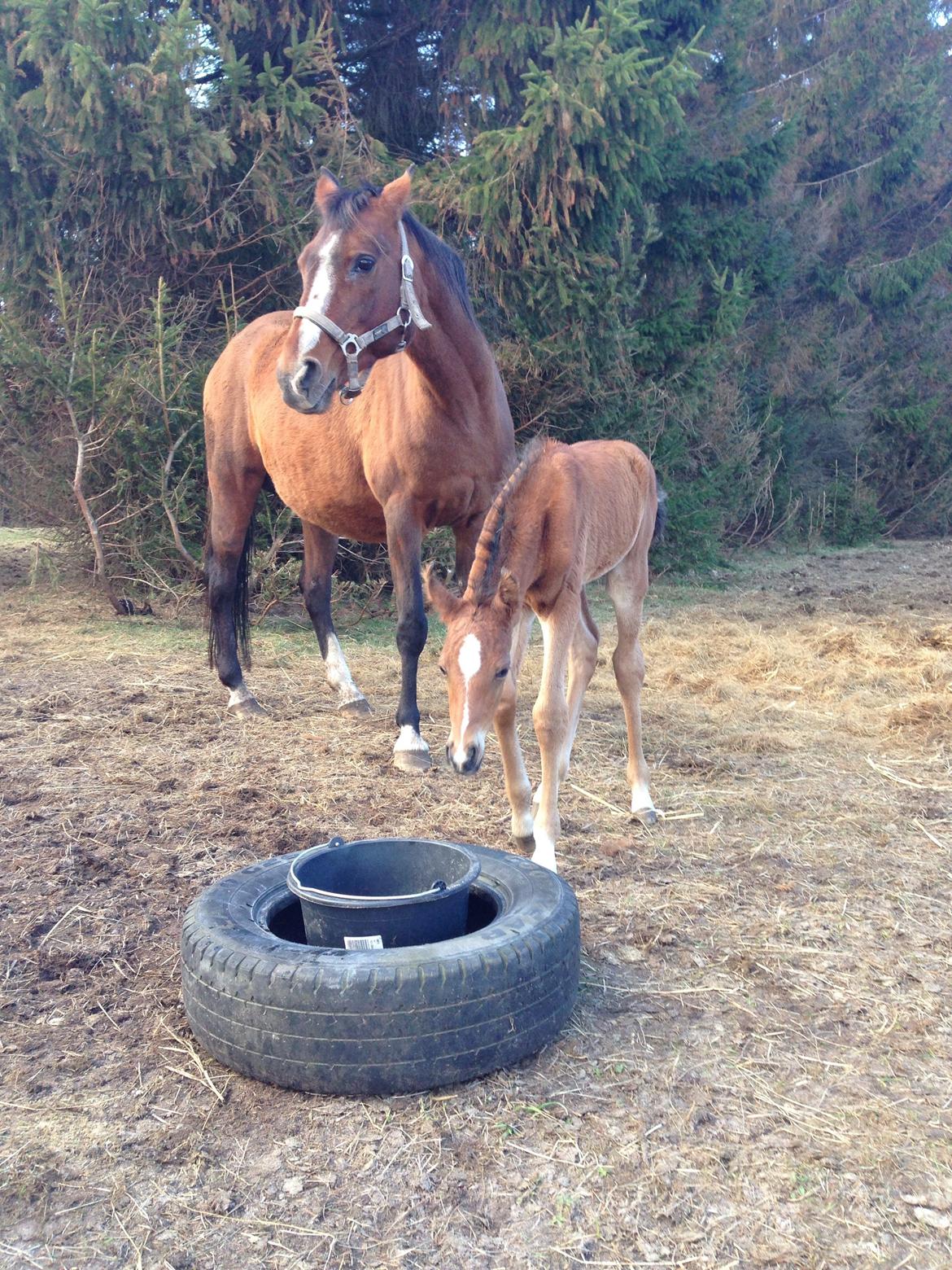 Arabisk fuldblod (OX) Sir Caspian Geza R I Pox billede 5