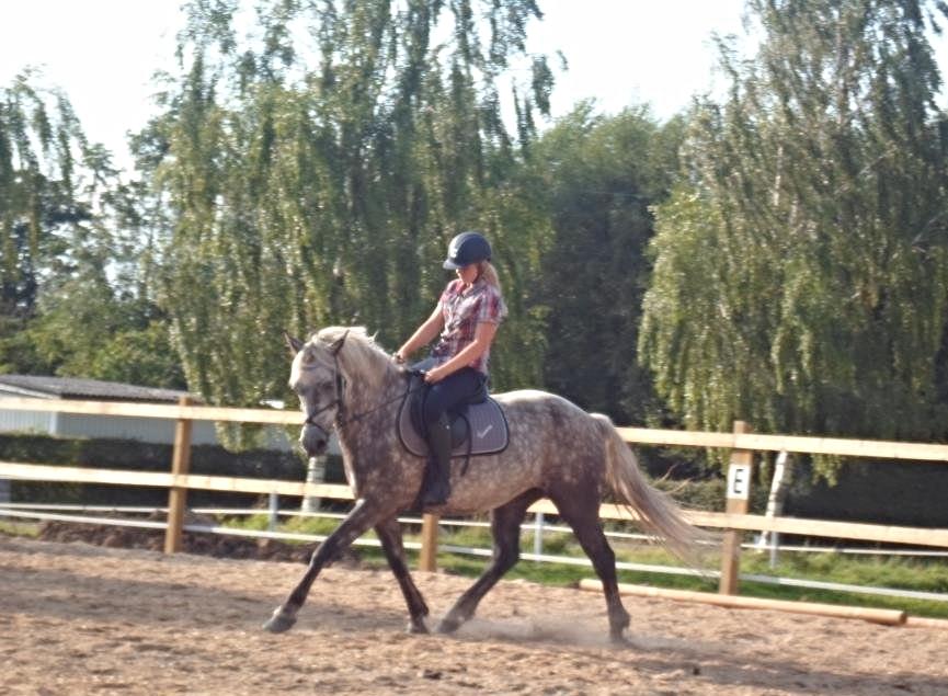 Connemara Lecarrow Smoke billede 5