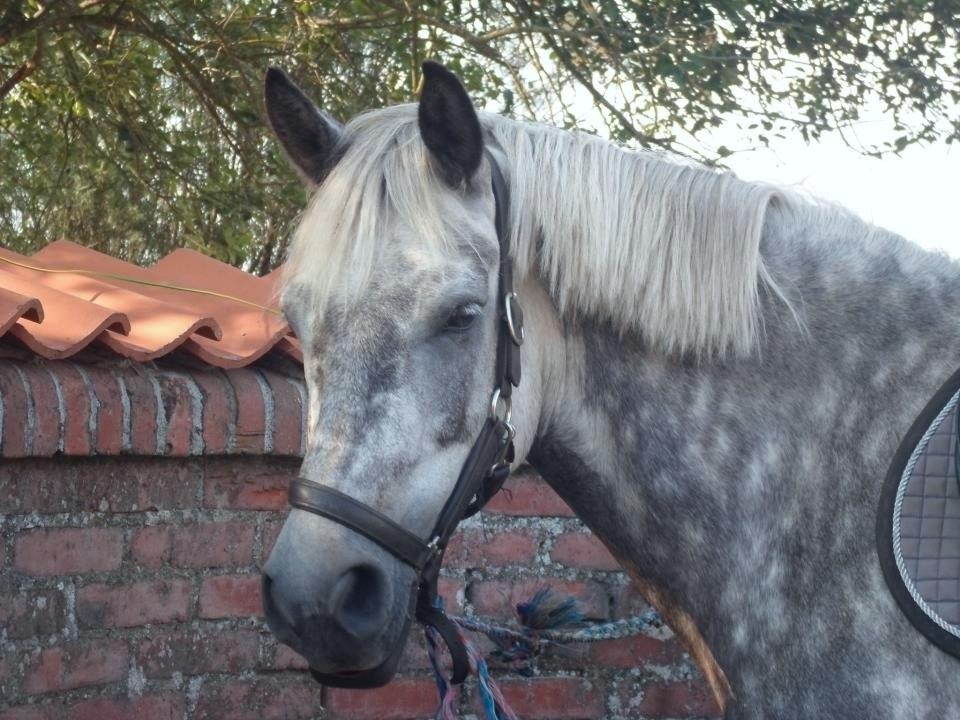 Connemara Lecarrow Smoke billede 3