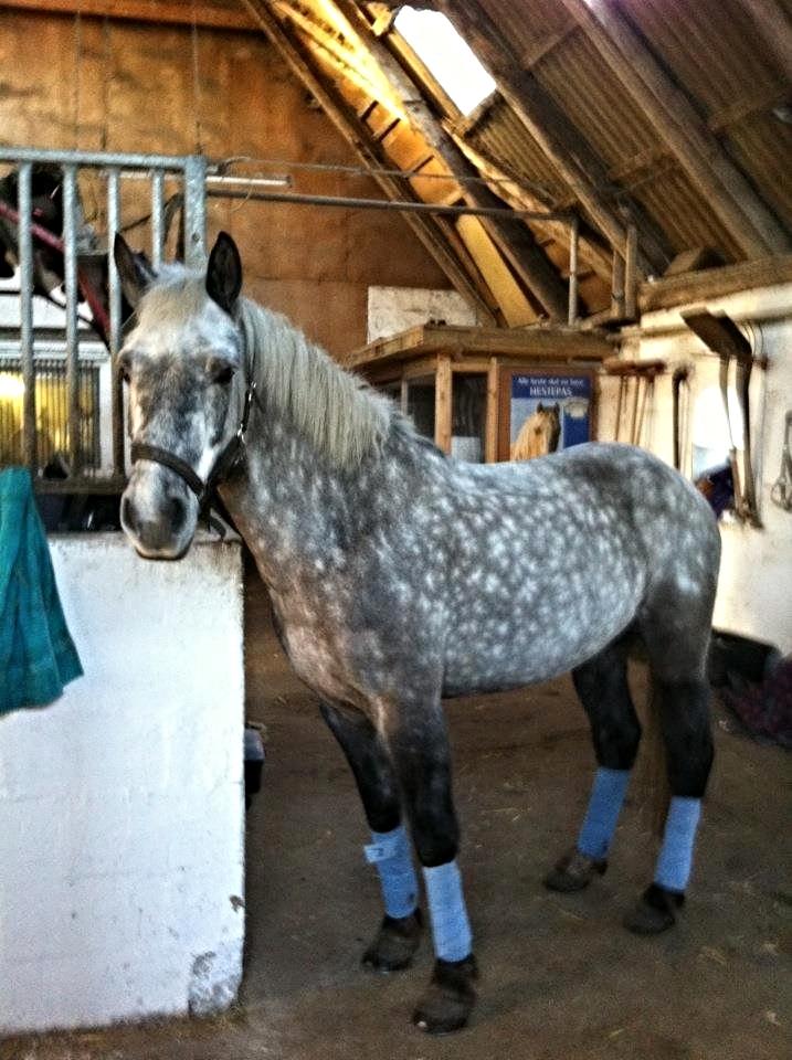 Connemara Lecarrow Smoke billede 1