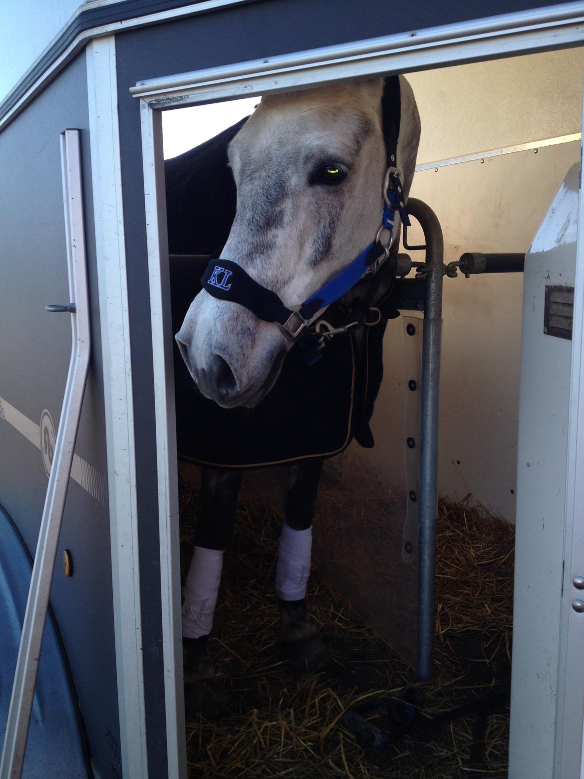 Connemara Lecarrow Smoke billede 7