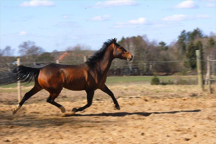 DSP Røgild's Balian - 17- 28. marts 2011-  lege og fjoller lidt rundt :D foto: Mig billede 17