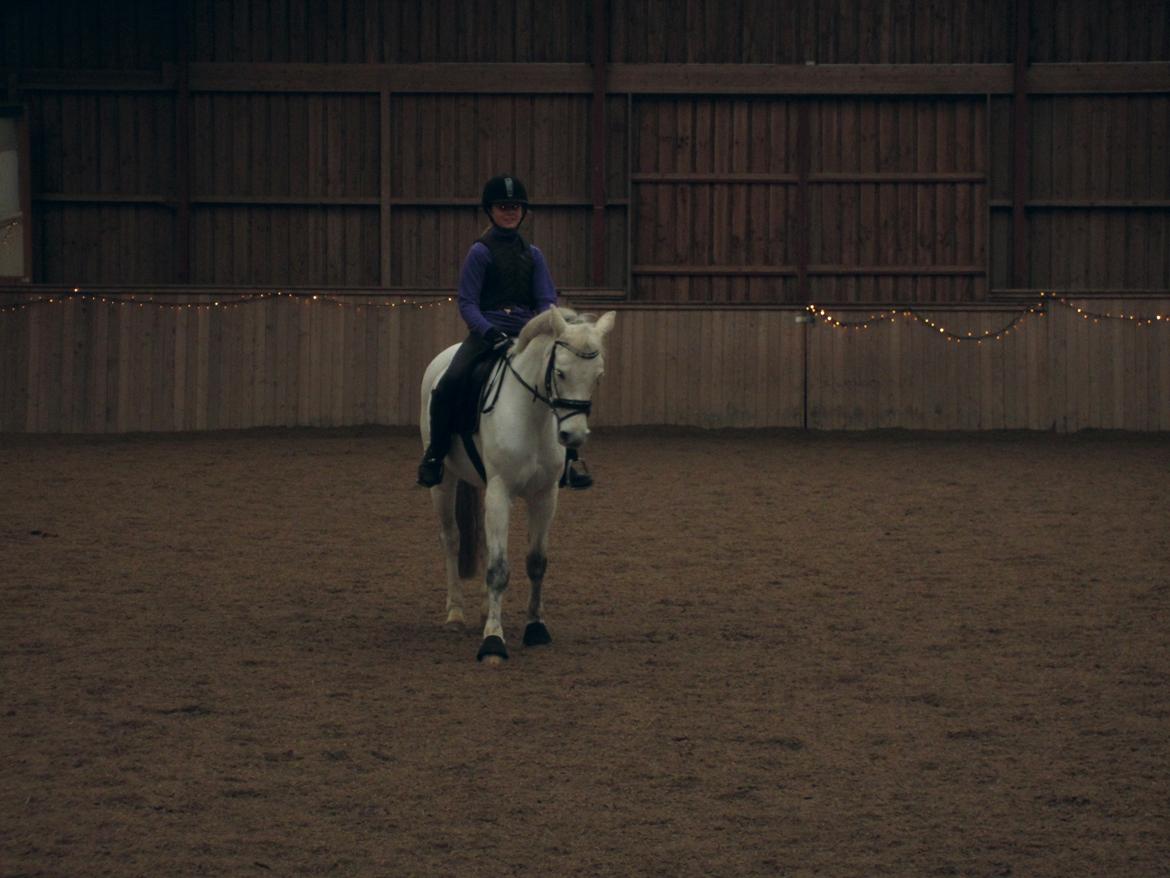 Welsh Partbred (Sec F) Ballettens Silent Victory billede 15