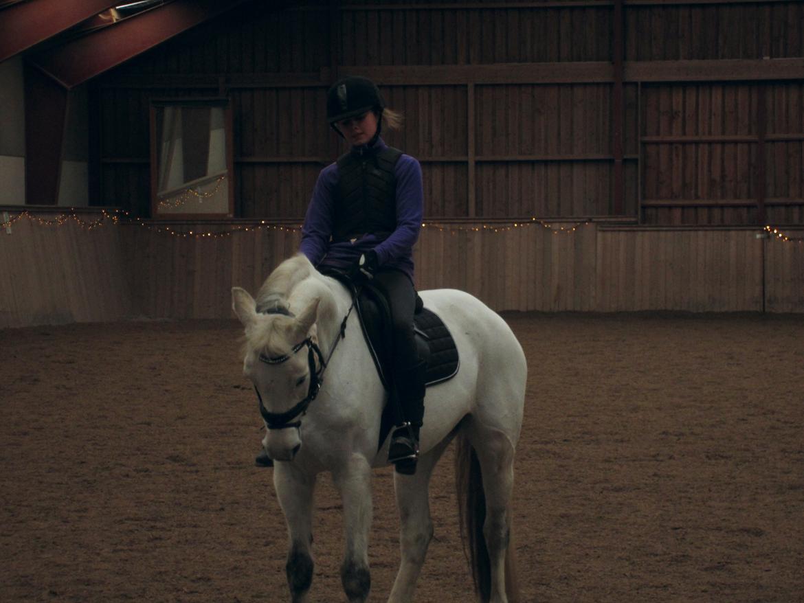 Welsh Partbred (Sec F) Ballettens Silent Victory billede 7