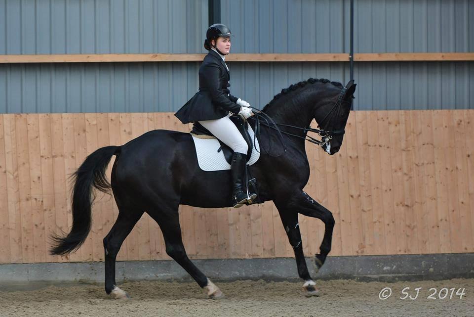 Hannoveraner Pegasus Hollmann - A hest billede 17