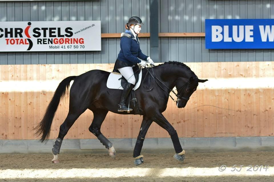 Hannoveraner Pegasus Hollmann - A hest billede 18