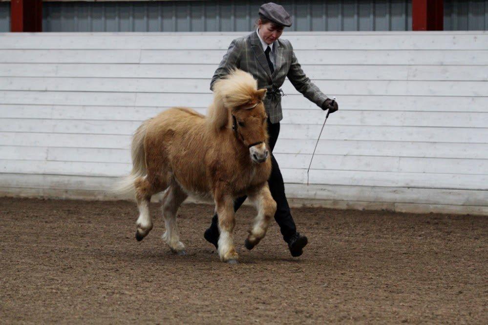 Shetlænder Rosenstandens balou - Vildmand! billede 11
