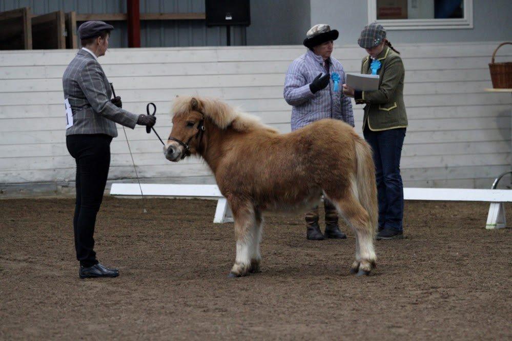 Shetlænder Rosenstandens balou - Smukke ungdyr billede 12