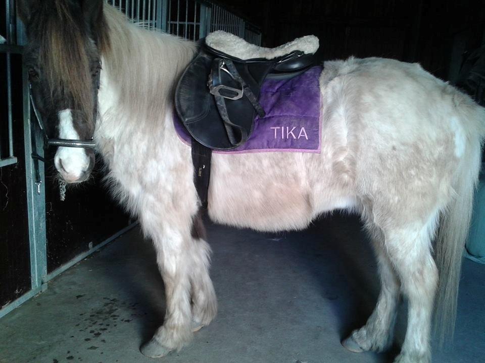 Islænder Milla - Første tur efter 2,5 år <3 billede 2