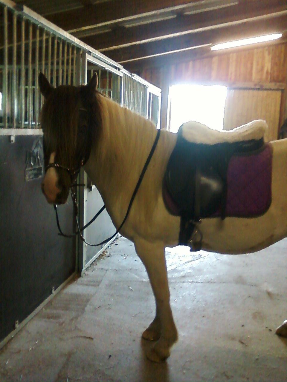 Islænder Milla billede 4