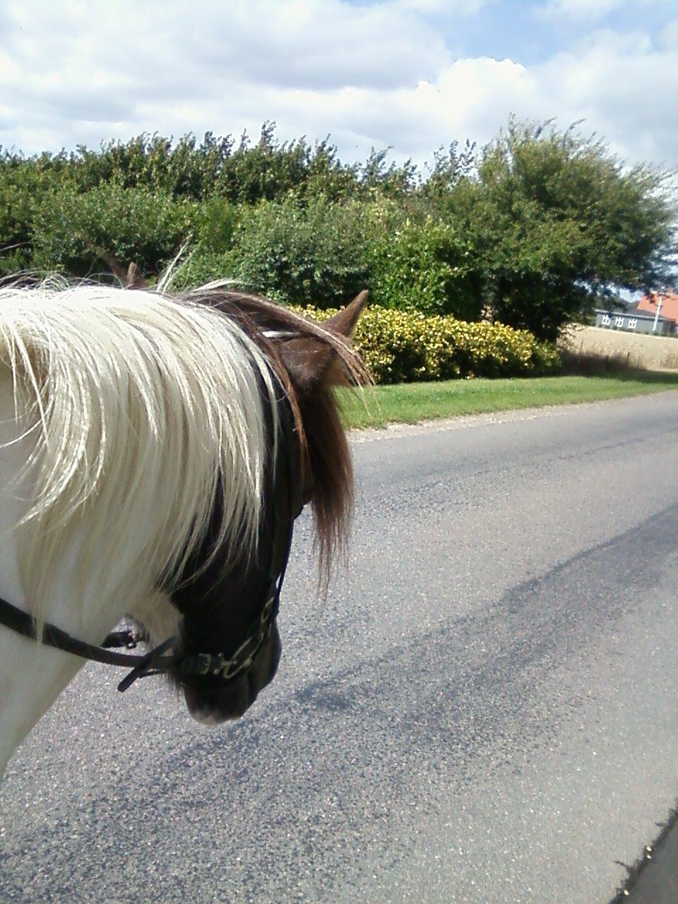 Islænder Milla billede 5