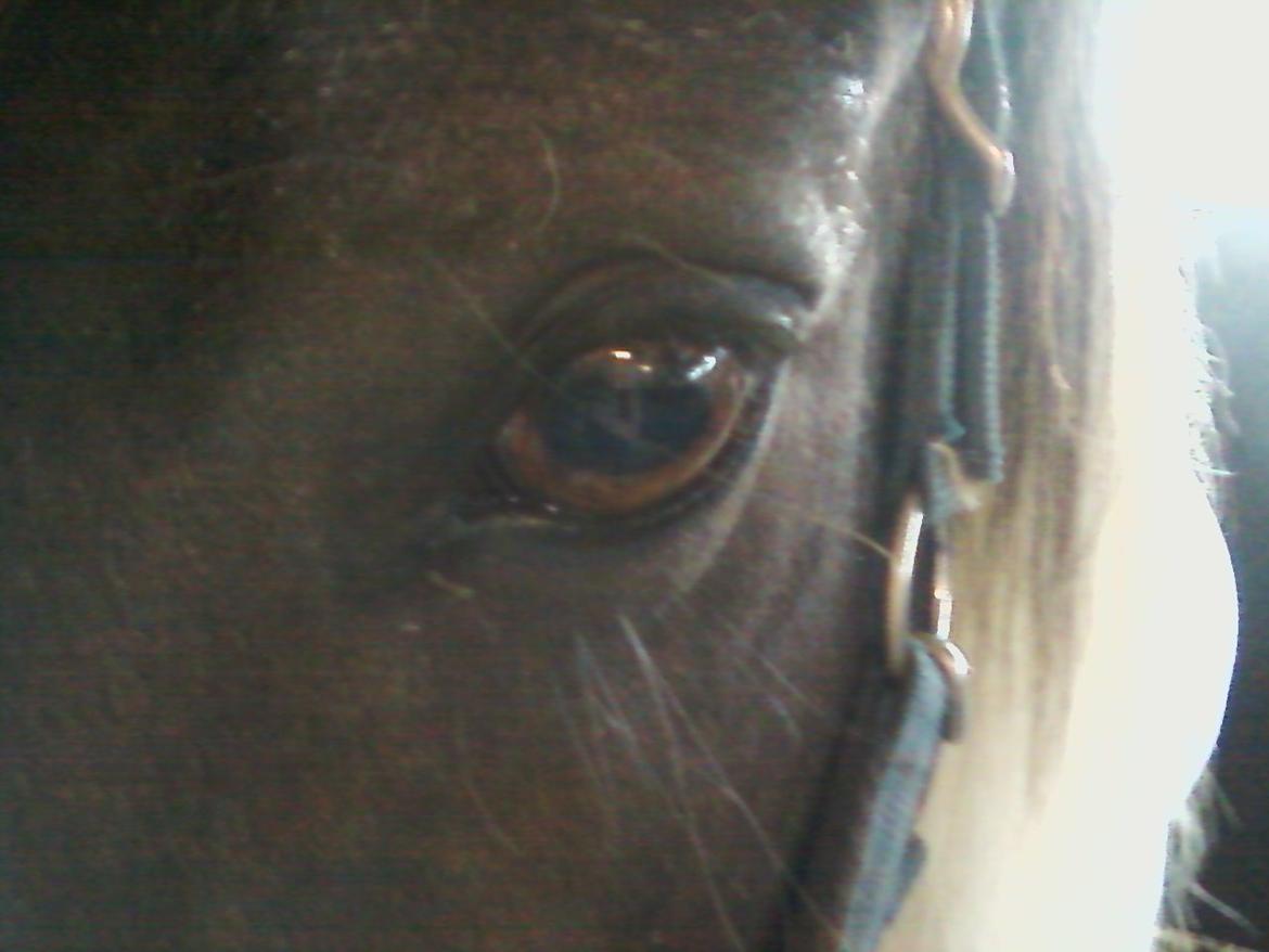 Islænder Milla - beautifull eyes :* billede 6