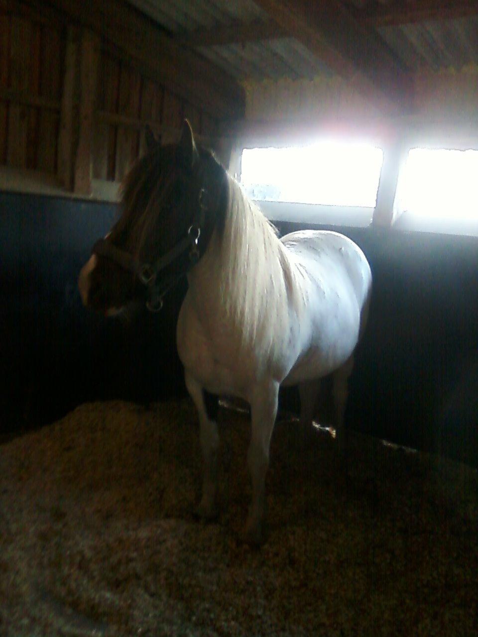 Islænder Milla - lidt sommertyk :D billede 7