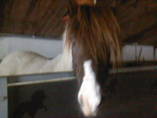 Islænder Milla billede 8