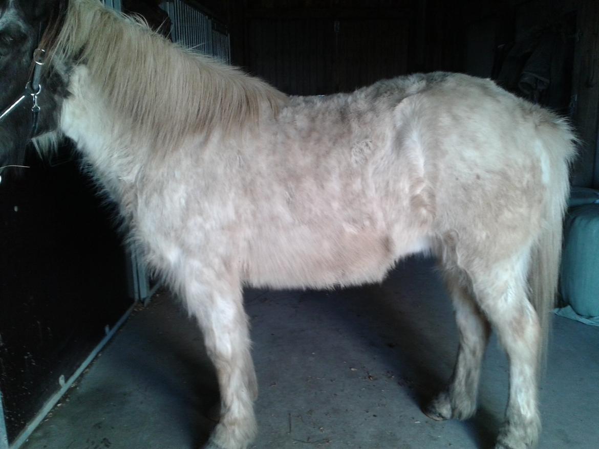 Islænder Milla - Pelsen er ikke så pæn, da det er hende vinterpels som hun er ved at fælde af :) billede 3