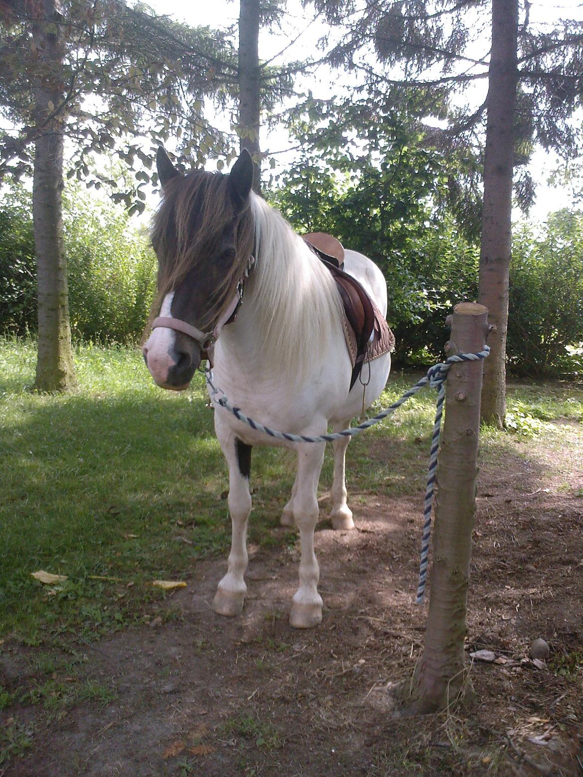 Islænder Milla billede 10