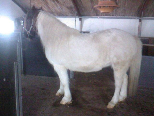 Islænder Milla billede 9