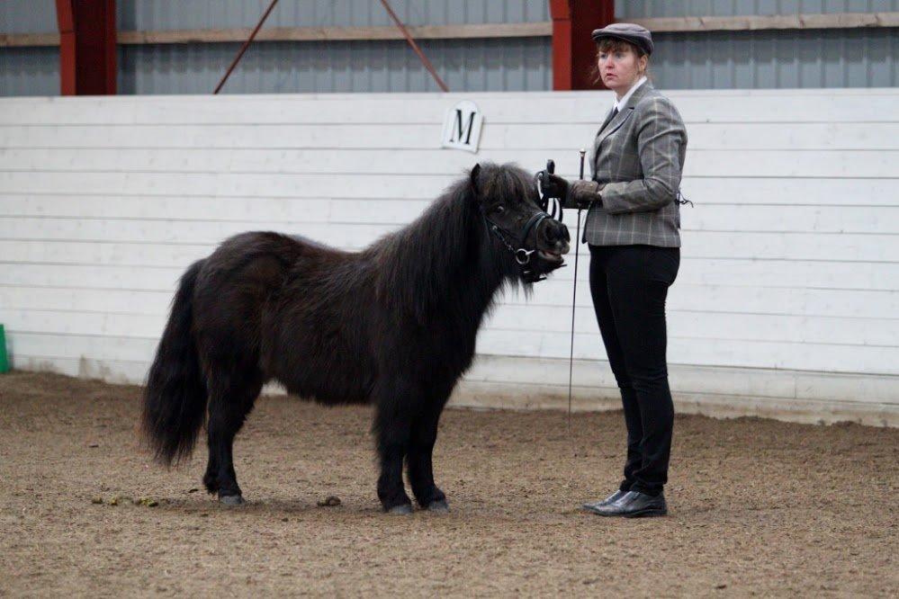 Shetlænder Sønderskovs Racing billede 2