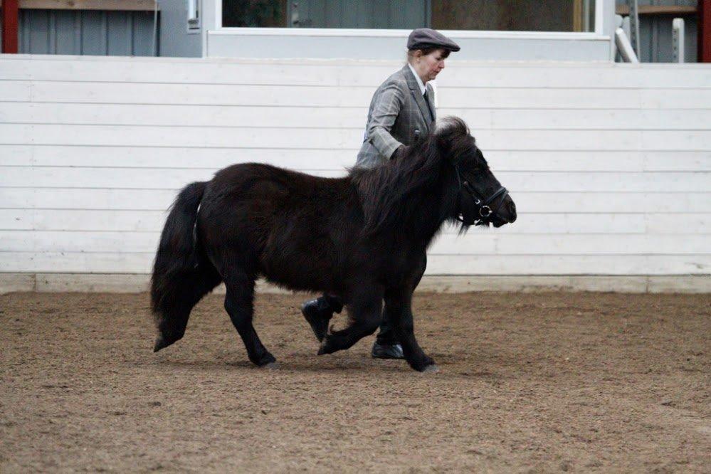 Shetlænder Sønderskovs Racing billede 3