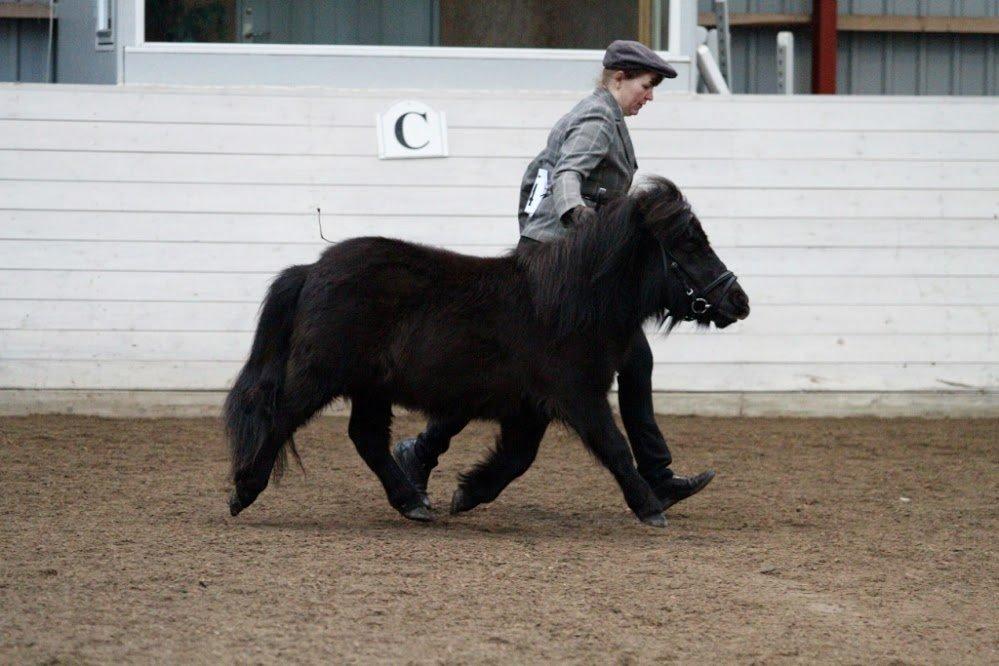 Shetlænder Sønderskovs Racing billede 4