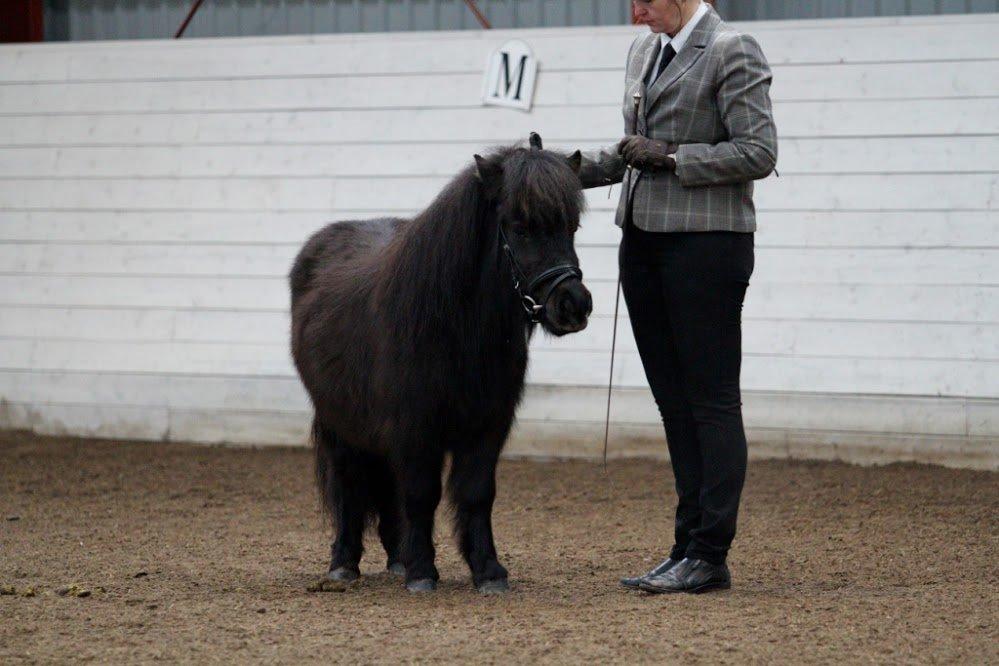 Shetlænder Sønderskovs Racing billede 5