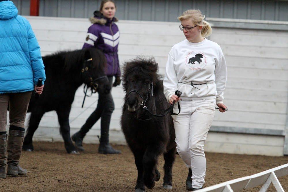 Shetlænder Sønderskovs Racing - Mig og Racing. jaa det var noget af et uheldigt skud. ;)til m&m show.  billede 1