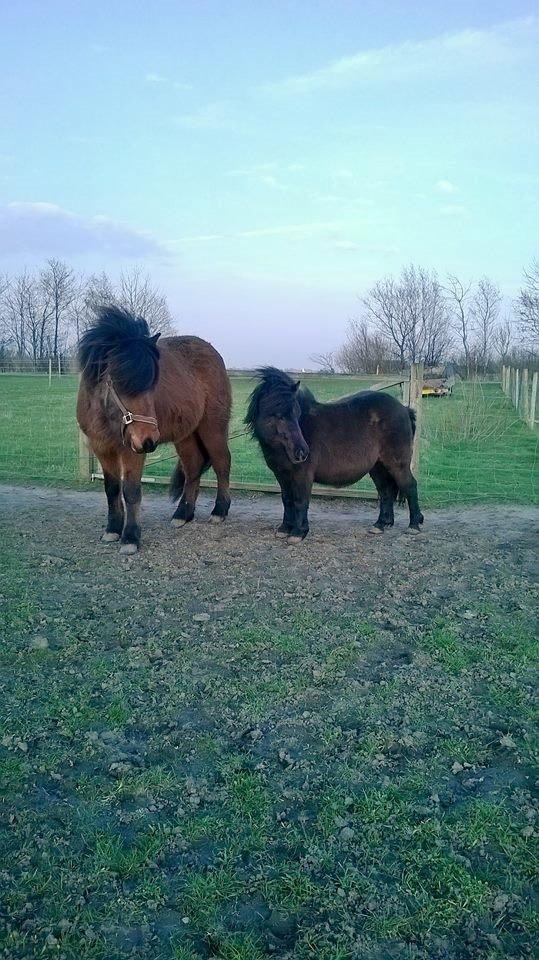 Shetlænder Sønderskovs Racing - Med sin bedste ven Tangó. :) billede 16