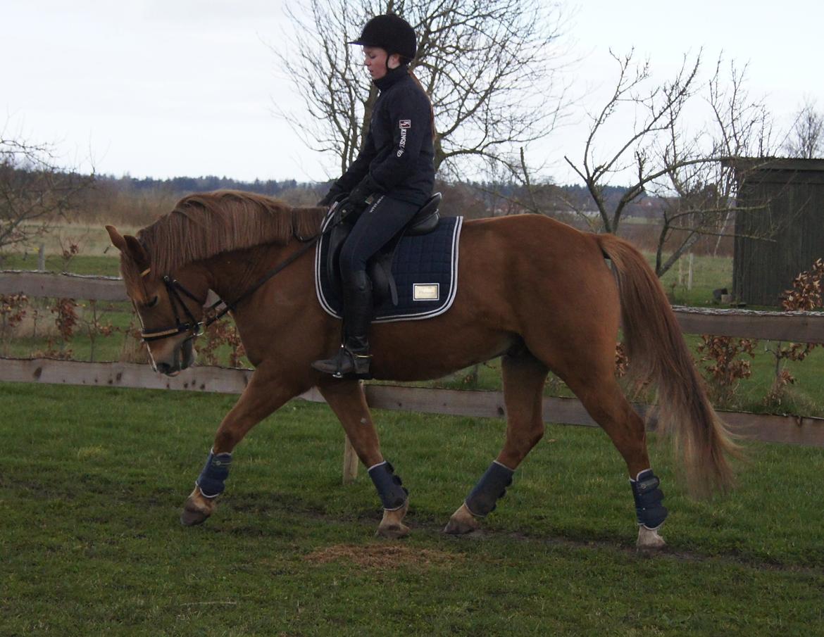 Hollandsk Sportspony Baloubet billede 5