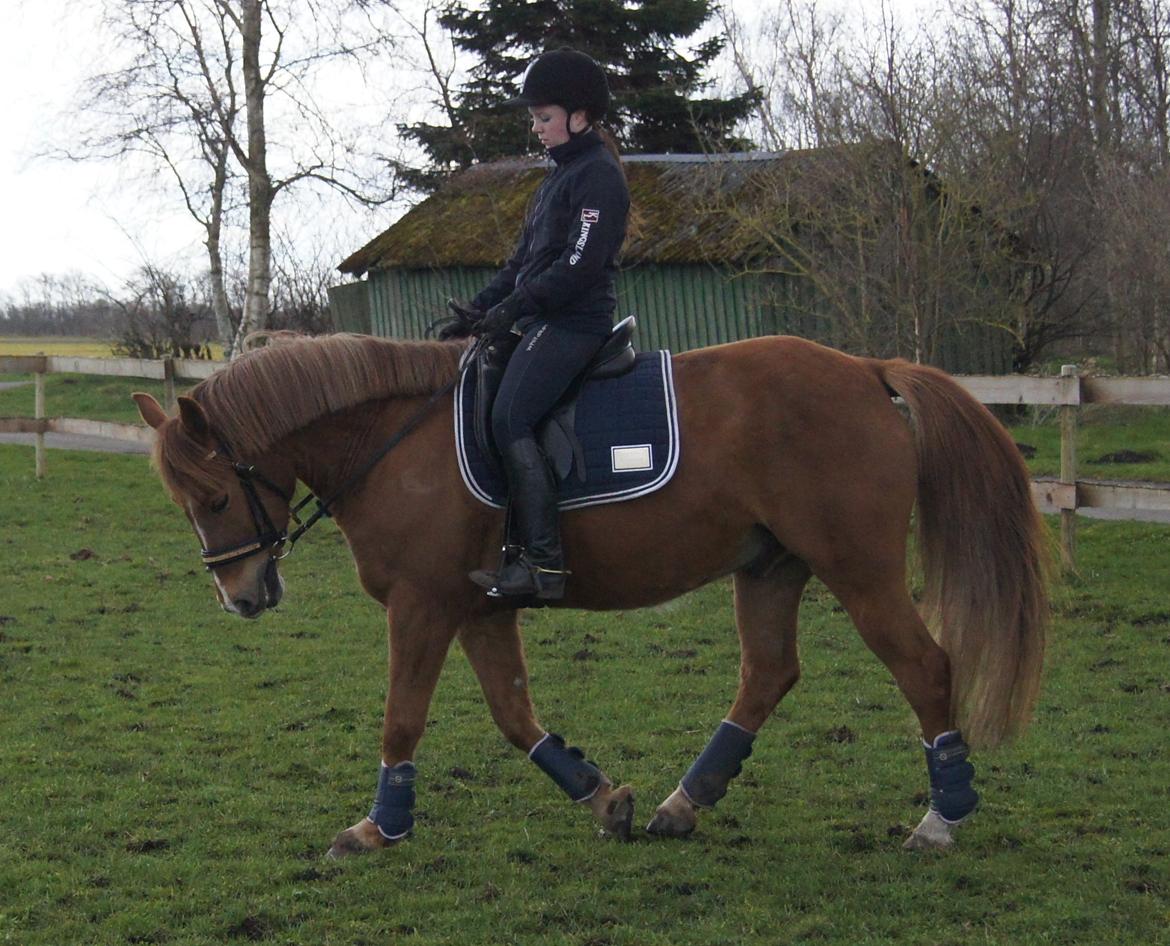 Hollandsk Sportspony Baloubet billede 3