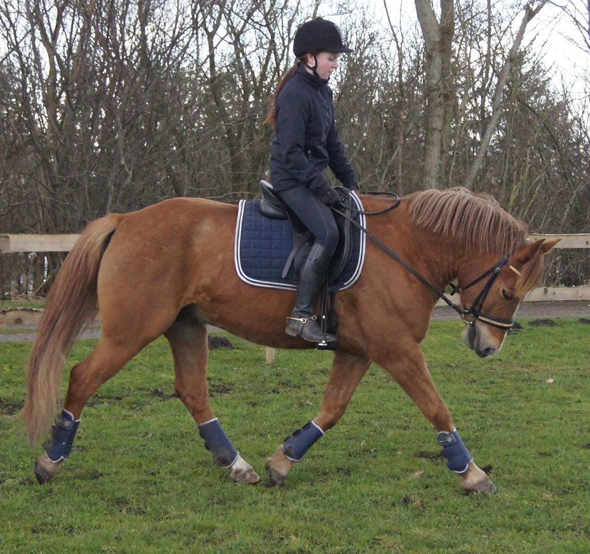 Hollandsk Sportspony Baloubet billede 7