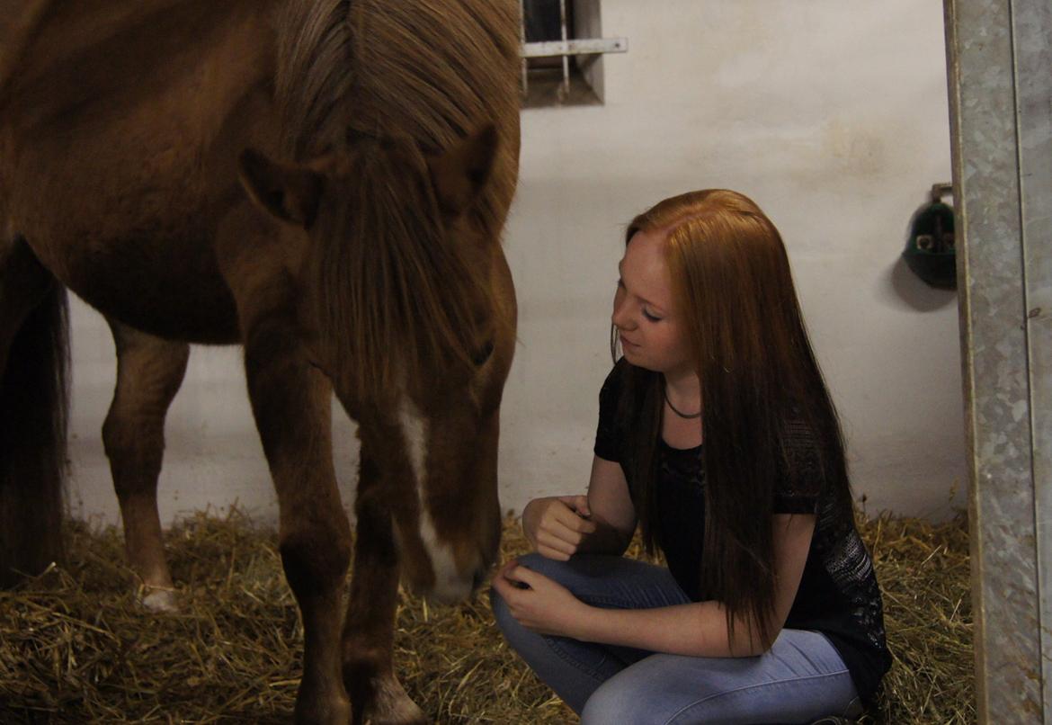 Hollandsk Sportspony Baloubet billede 2