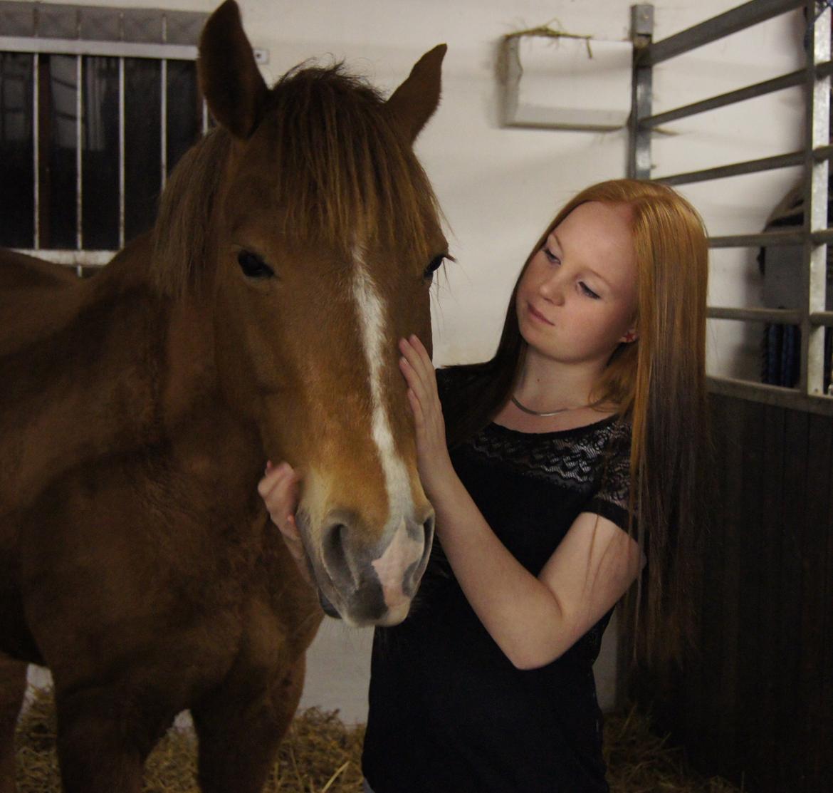 Hollandsk Sportspony Baloubet billede 4