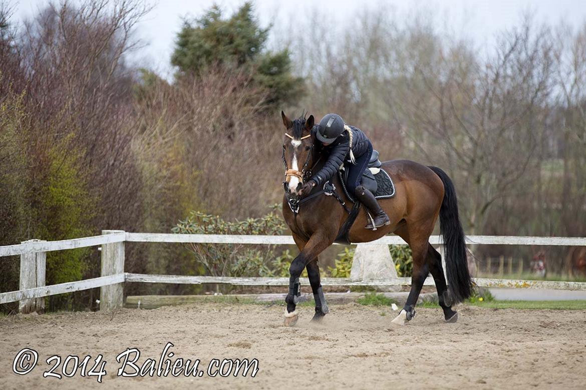 Anden særlig race Jari billede 3