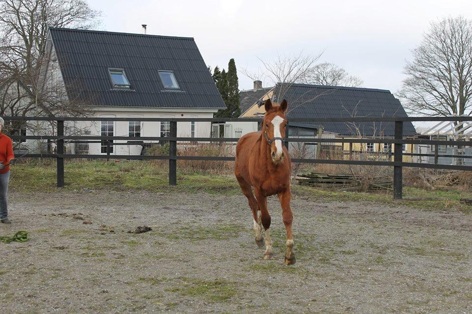 Dansk Varmblod Picasso billede 1