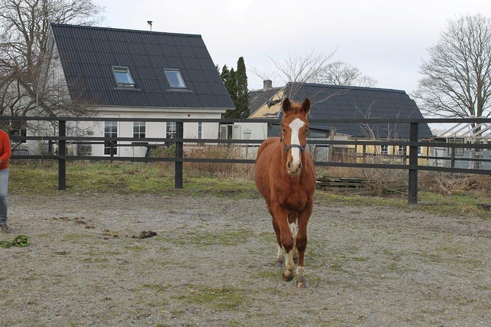Dansk Varmblod Picasso billede 3