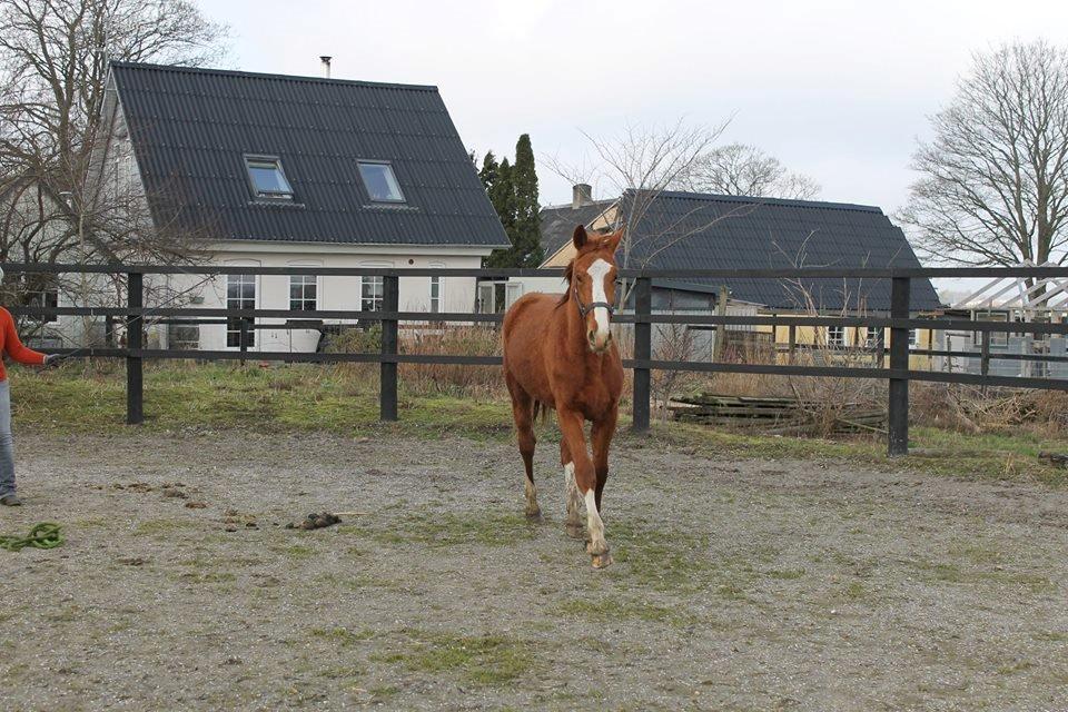 Dansk Varmblod Picasso billede 2
