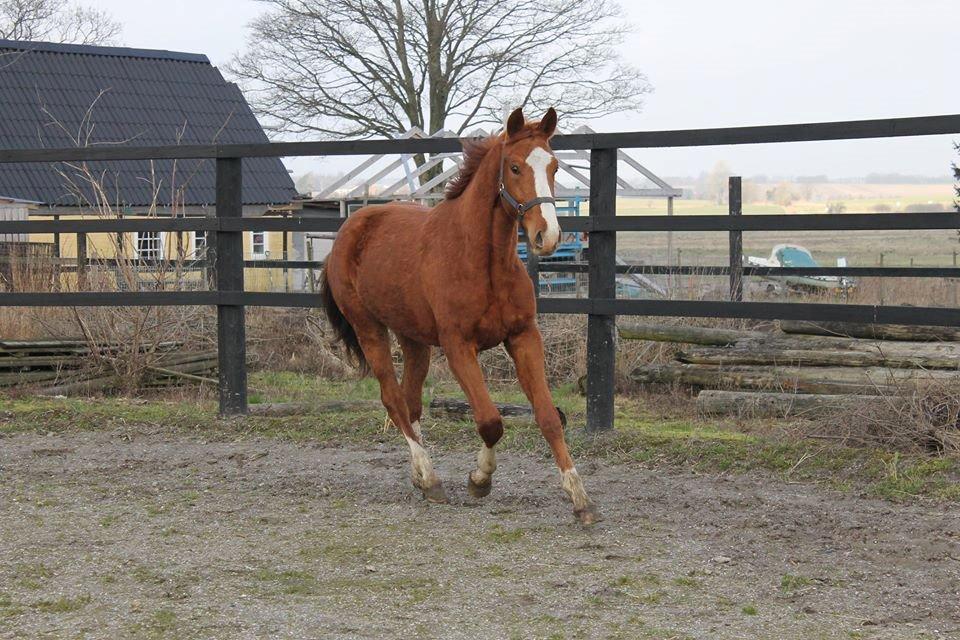 Dansk Varmblod Picasso billede 5
