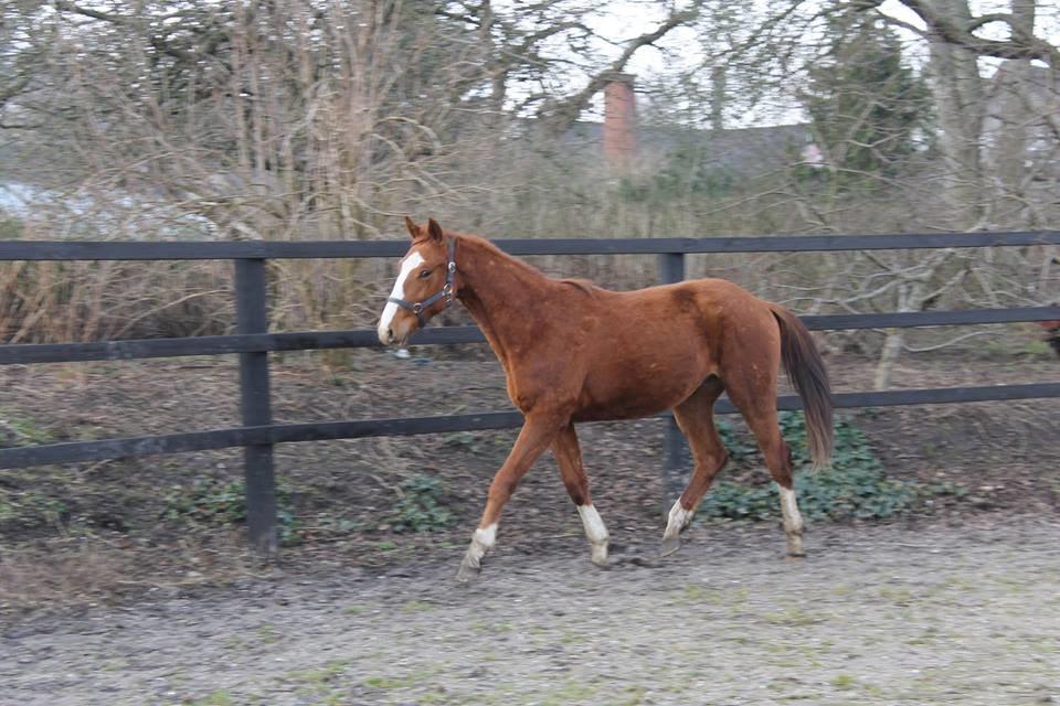 Dansk Varmblod Picasso billede 8