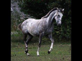 Anden særlig race Østermarkens Chassie billede 1