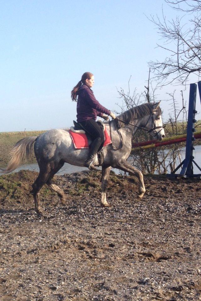Anden særlig race Østermarkens Chassie billede 2
